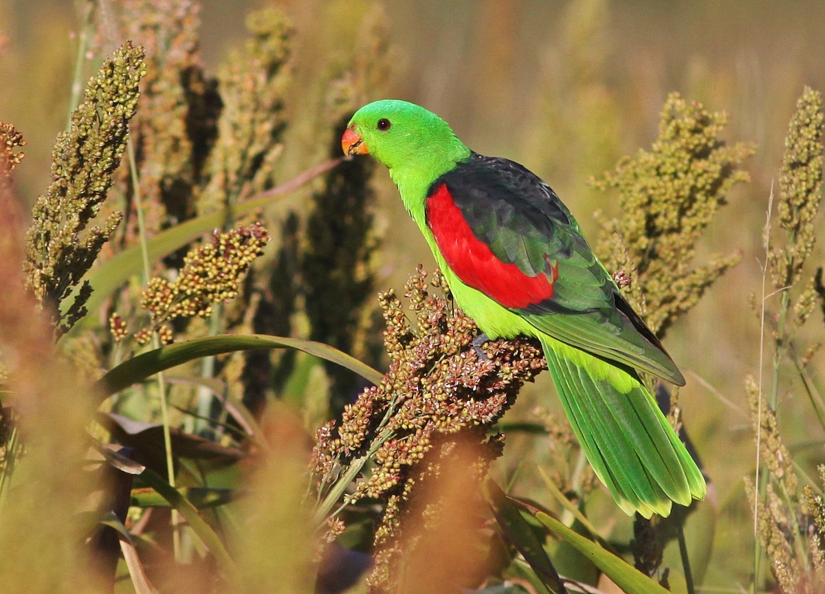 Red-winged Parrot - ML223058981