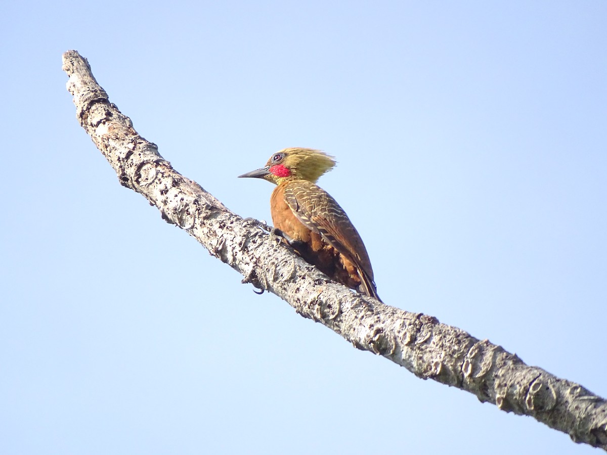 Pale-crested Woodpecker - Yuji Tateoka