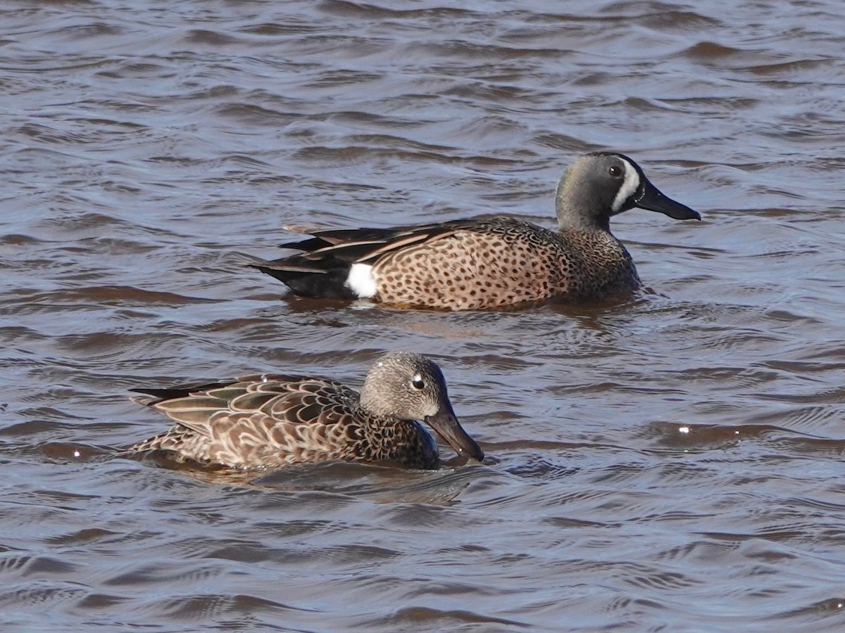 Blue-winged Teal - Mark S. Garland