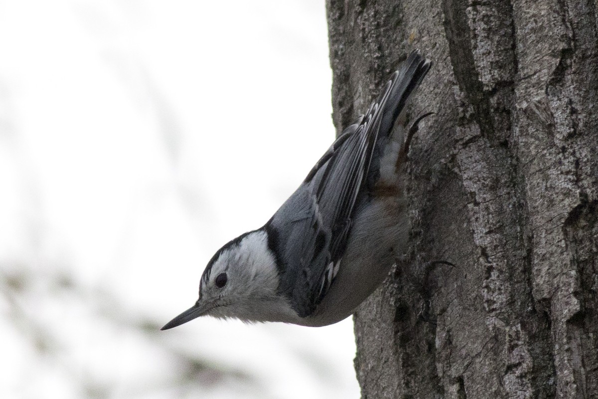 White-breasted Nuthatch (Eastern) - David Brown