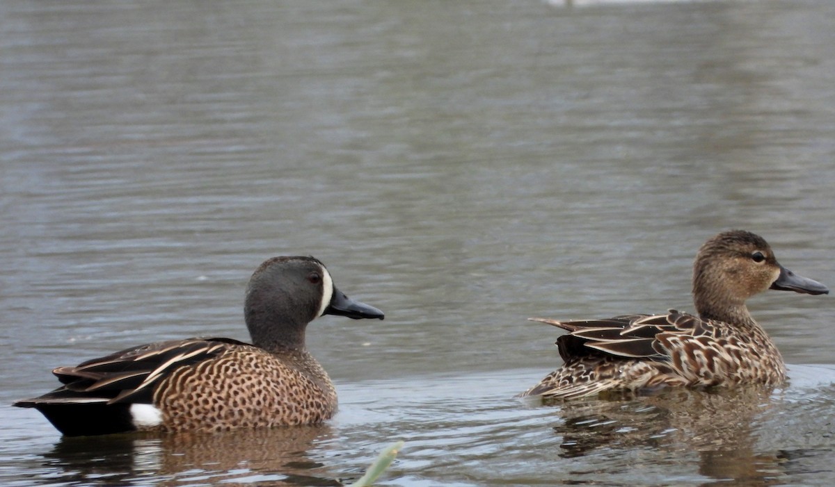 Blue-winged Teal - ML223062911