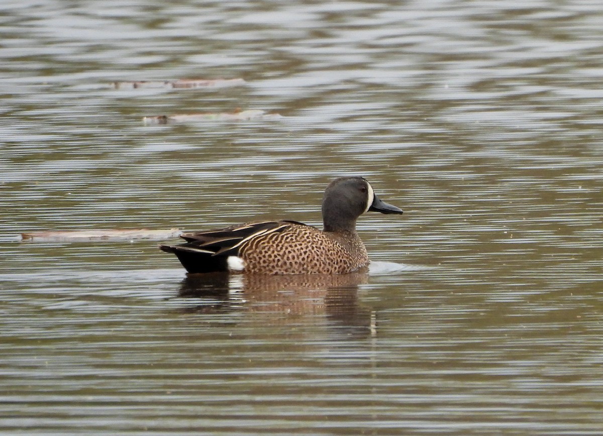Blue-winged Teal - ML223062921