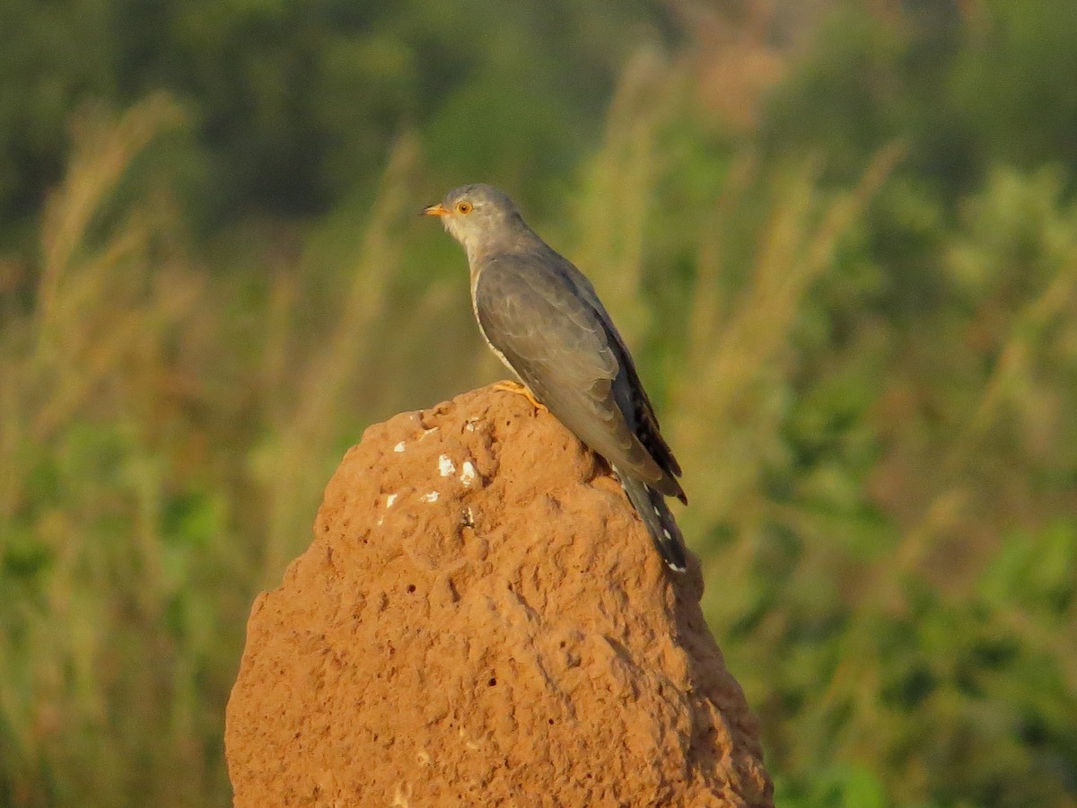 African Cuckoo - ML22306461