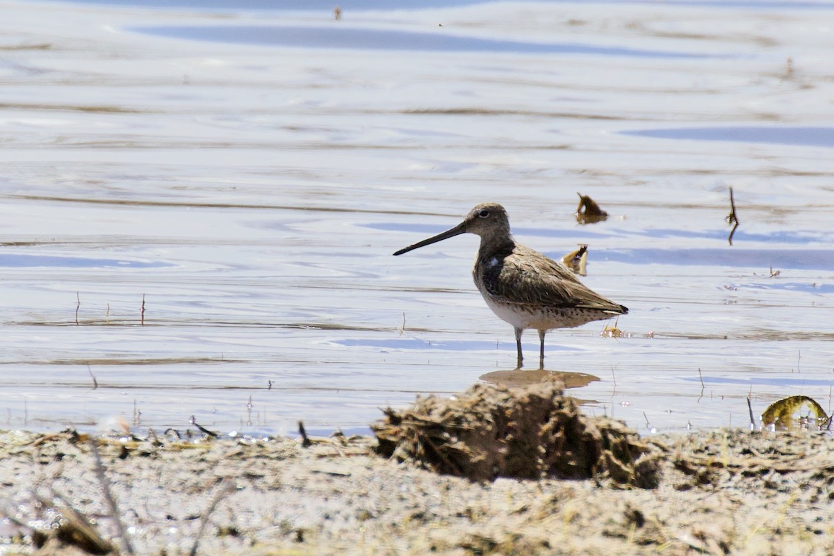 Long-billed Dowitcher - ML223067521
