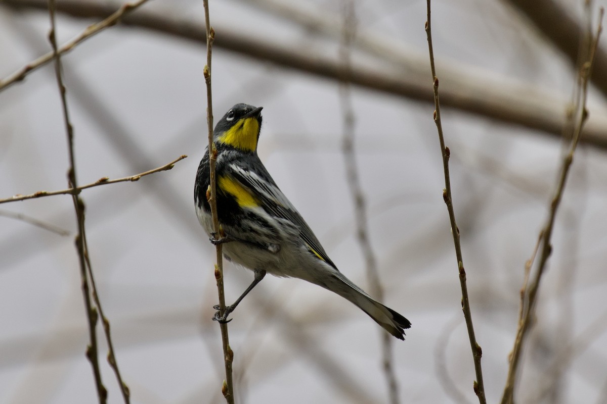 Yellow-rumped Warbler (Audubon's) - ML223069631