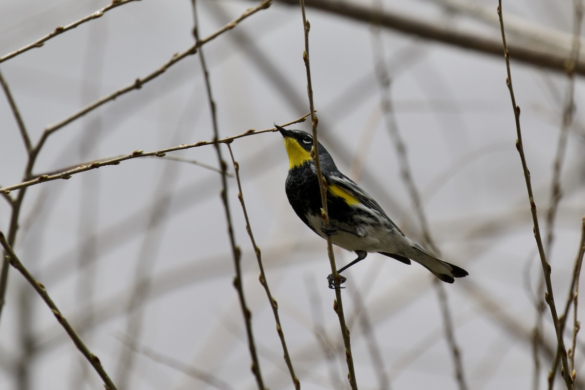 Yellow-rumped Warbler (Audubon's) - ML223069641