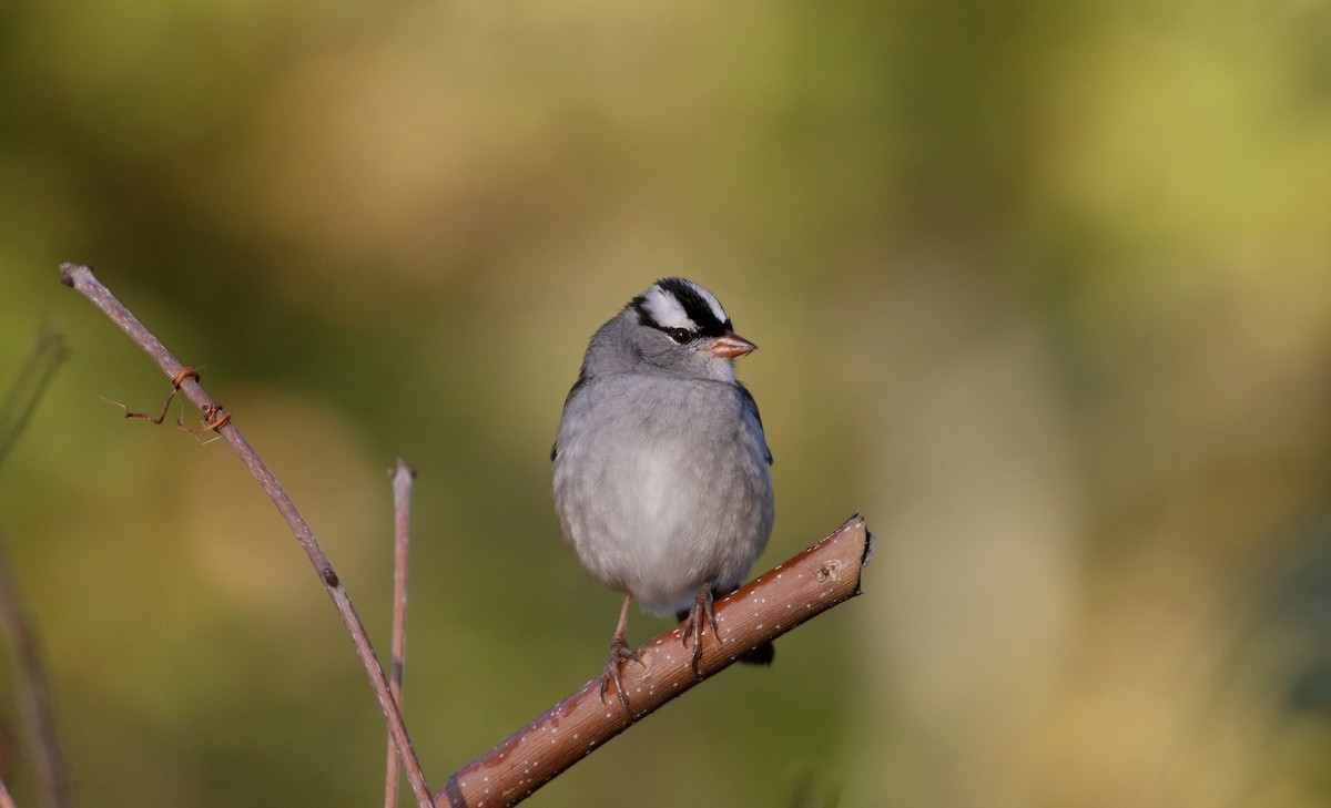 White-crowned Sparrow (leucophrys) - ML223084571