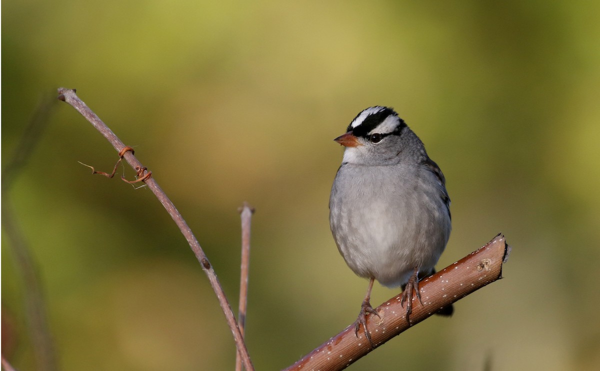 White-crowned Sparrow (leucophrys) - ML223084881