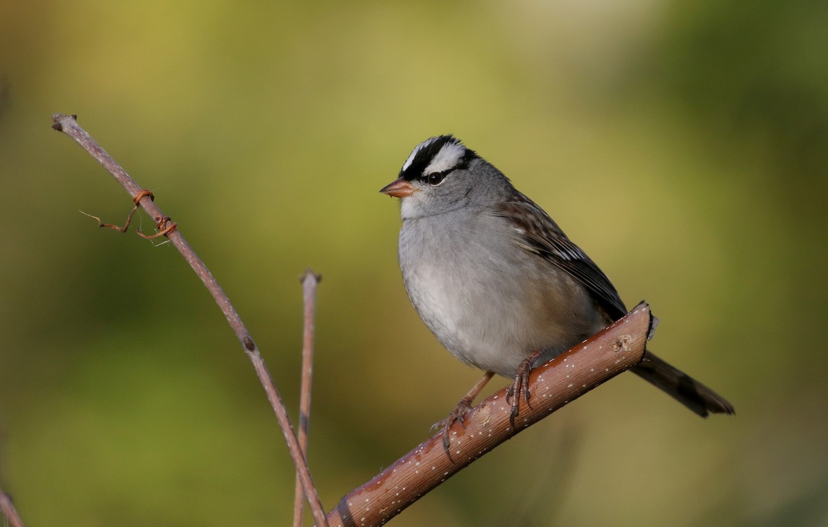 White-crowned Sparrow (leucophrys) - ML223085151