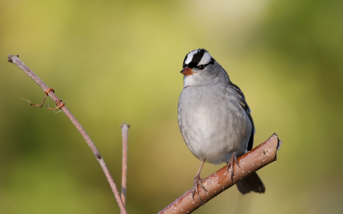 White-crowned Sparrow (leucophrys) - ML223085181