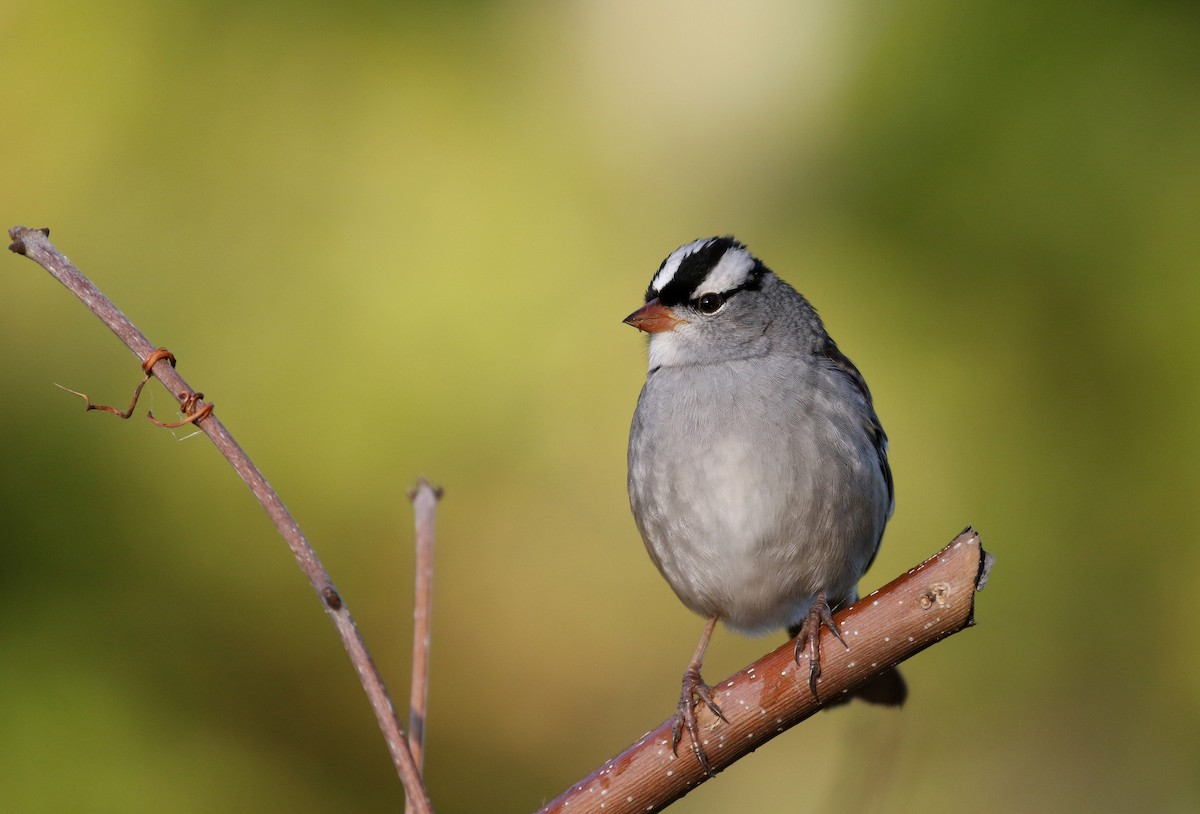 White-crowned Sparrow (leucophrys) - ML223085241