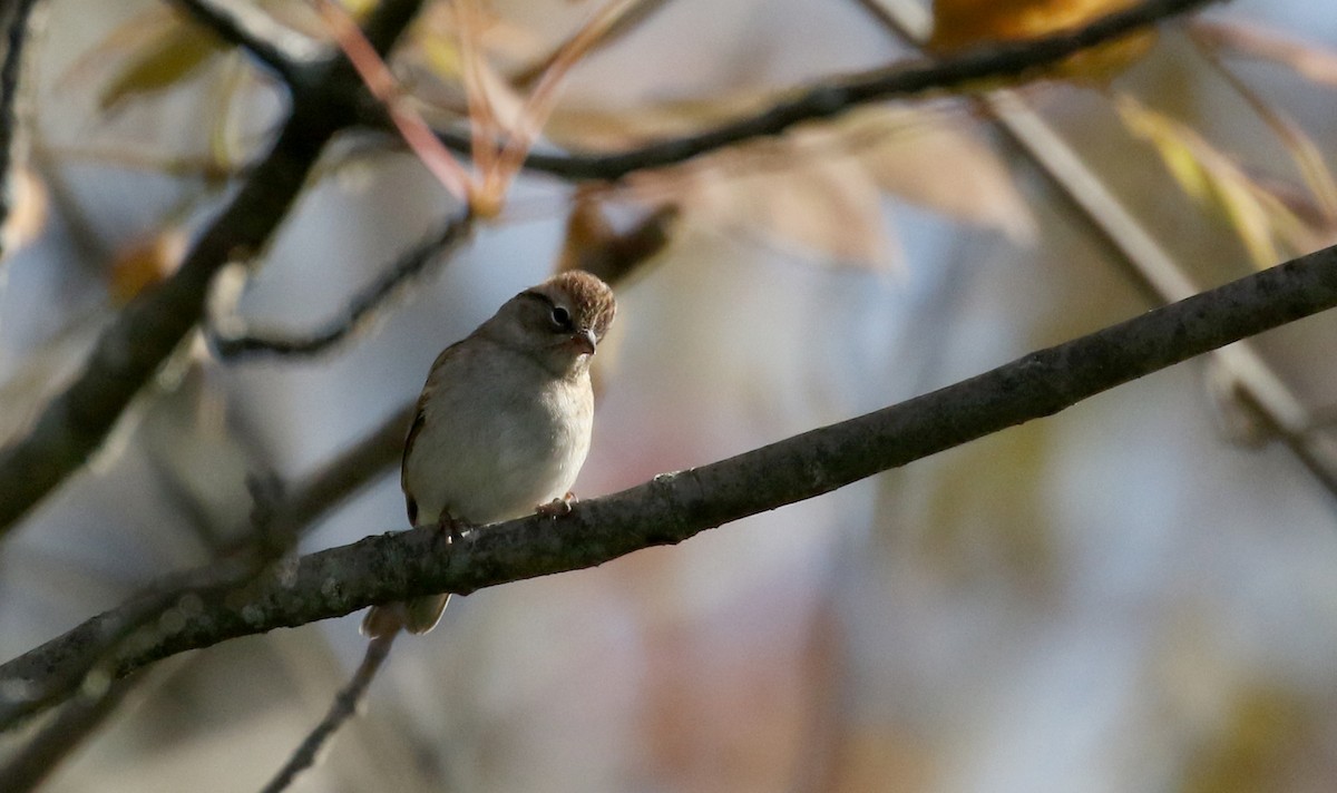 Chipping Sparrow - ML223085311