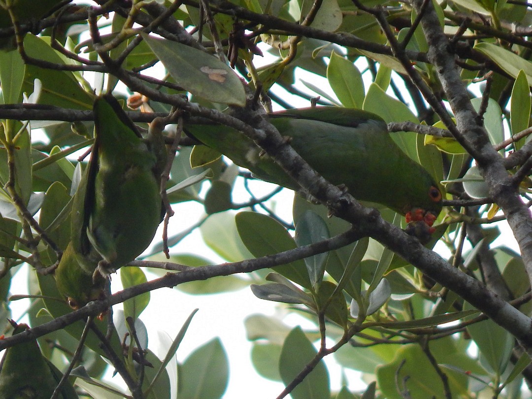 Brown-backed Parrotlet - ML223085591