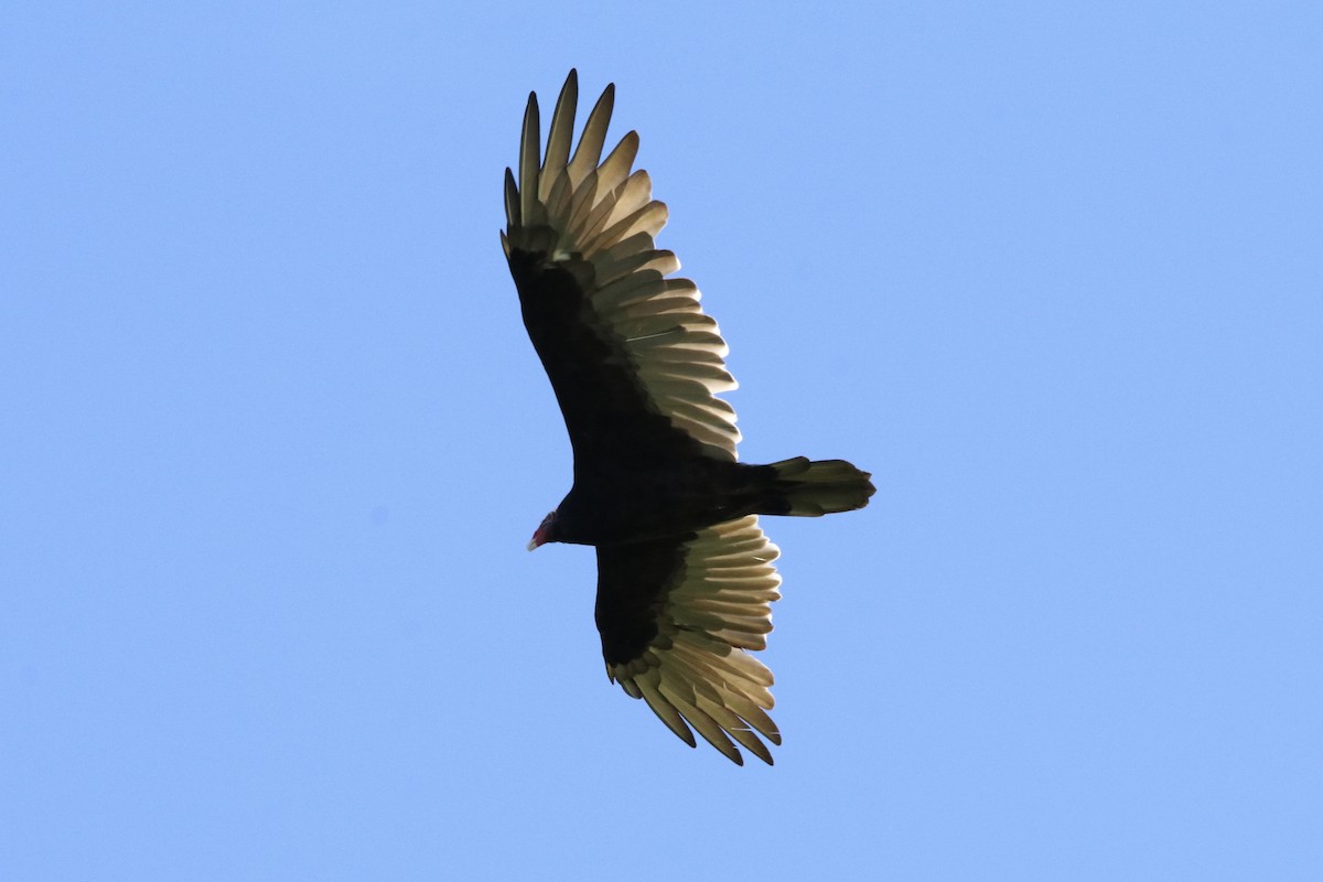 Turkey Vulture - ML223093511