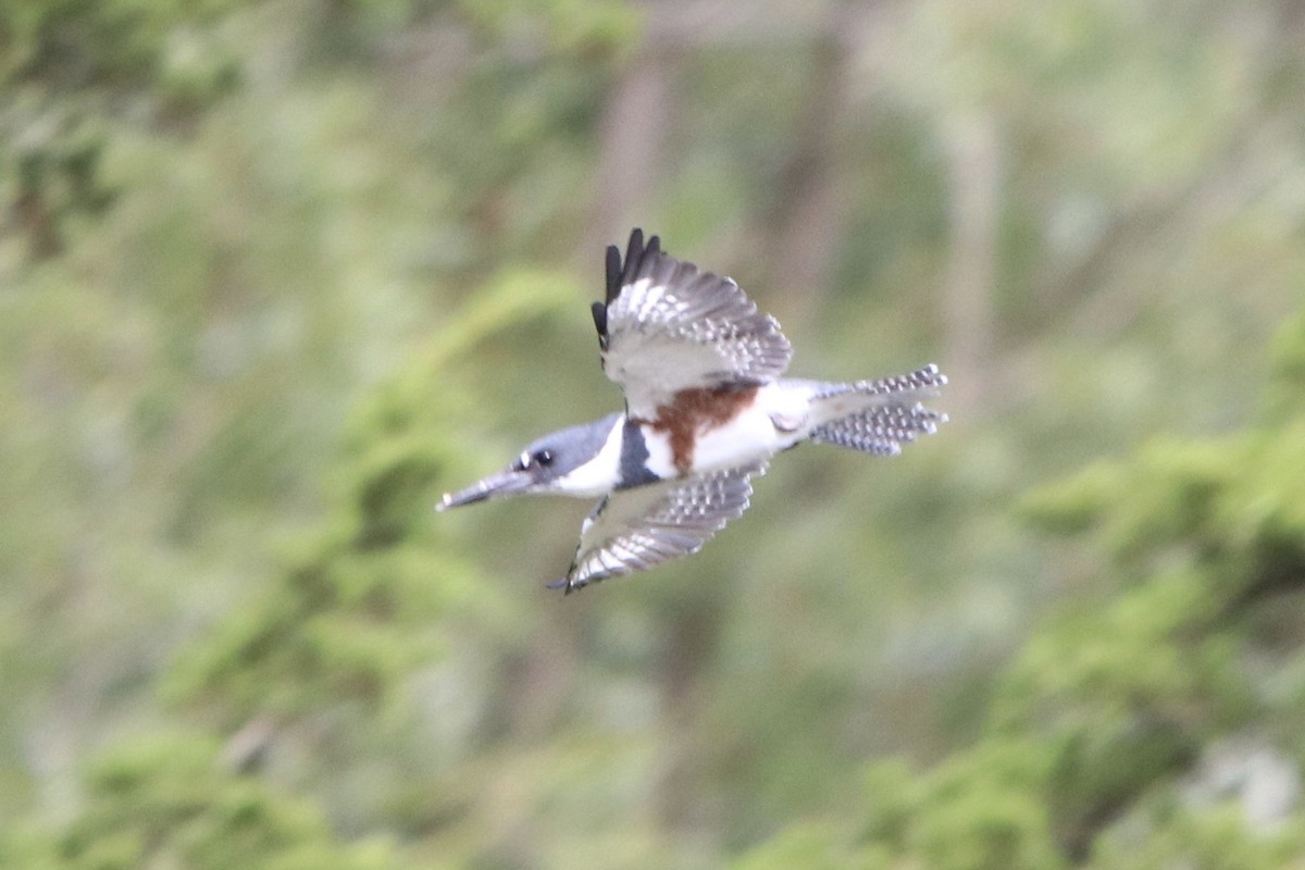 Belted Kingfisher - ML223093621