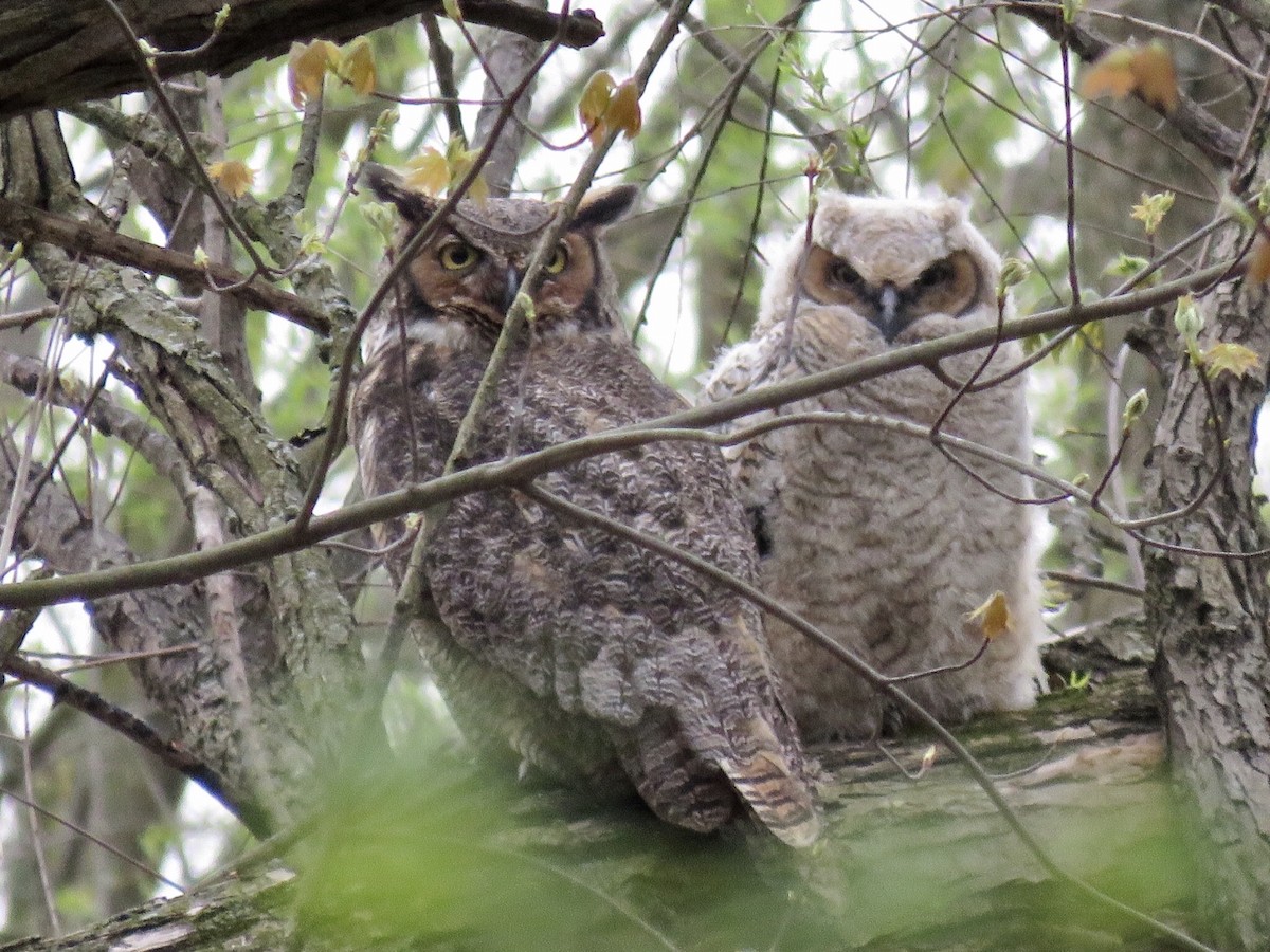 Great Horned Owl - ML223093661