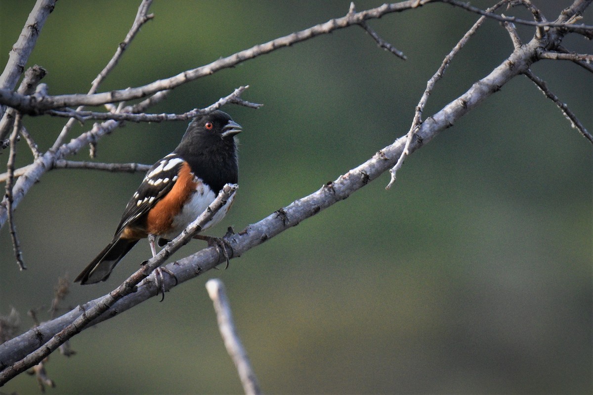 Spotted Towhee - ML223093831
