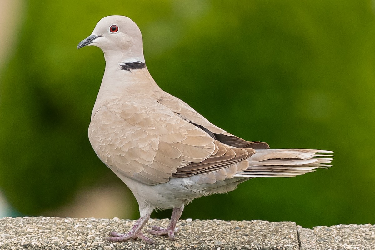 Eurasian Collared-Dove - Sal Giambruno