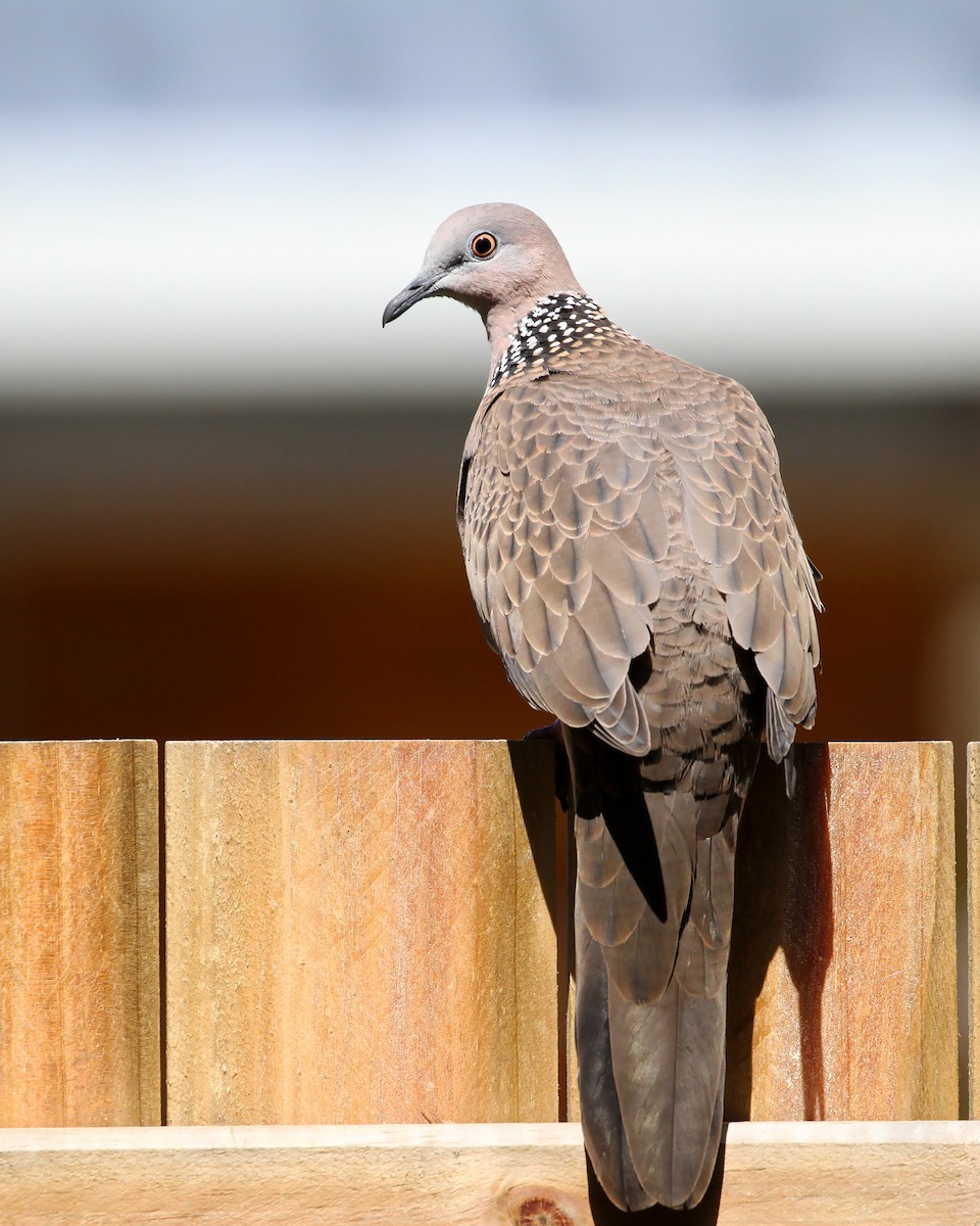 Spotted Dove - Chris Murray