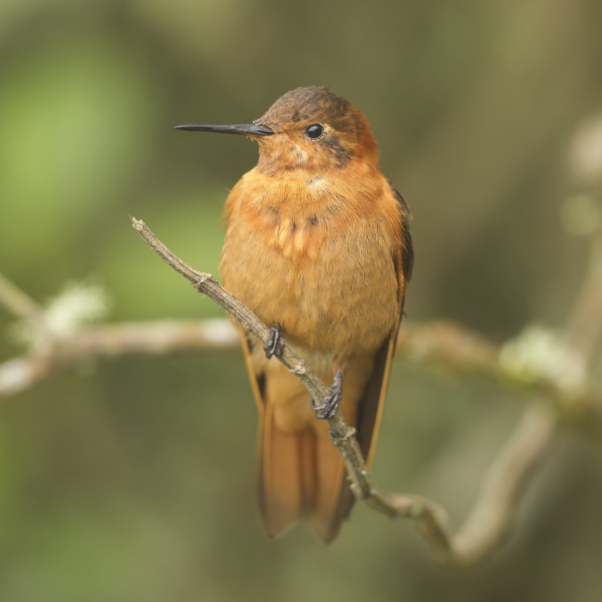 kolibřík duhovohřbetý - ML223102111
