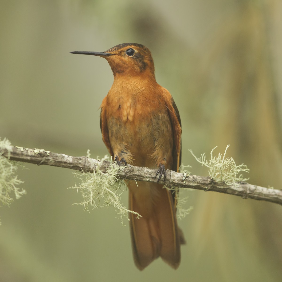 kolibřík duhovohřbetý - ML223102271