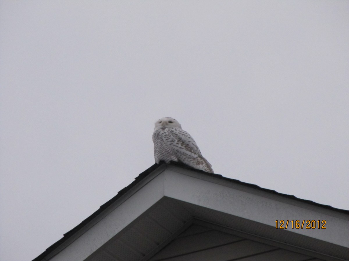 Snowy Owl - ML22310251