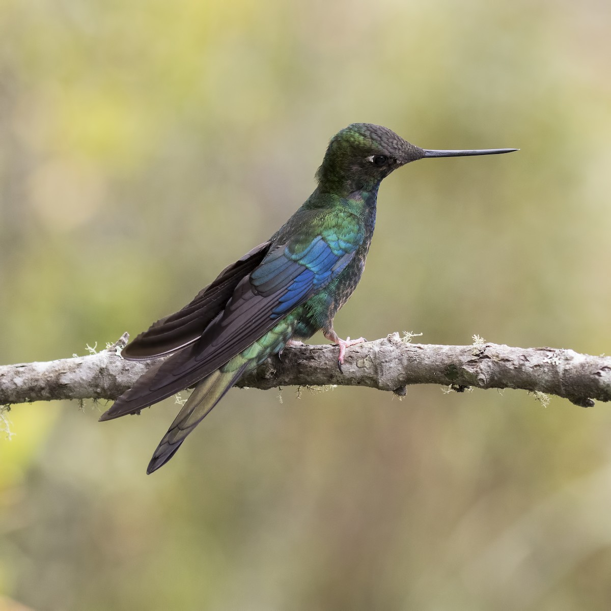 kolibřík modrokřídlý - ML223103211