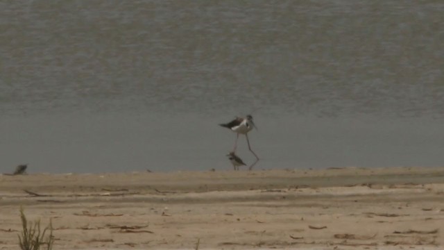 Collared Plover - ML223103961