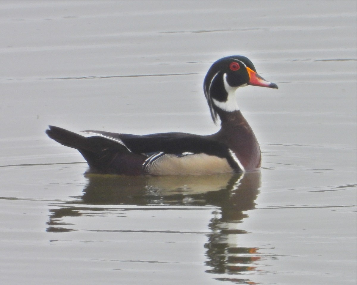 Wood Duck - Pair of Wing-Nuts
