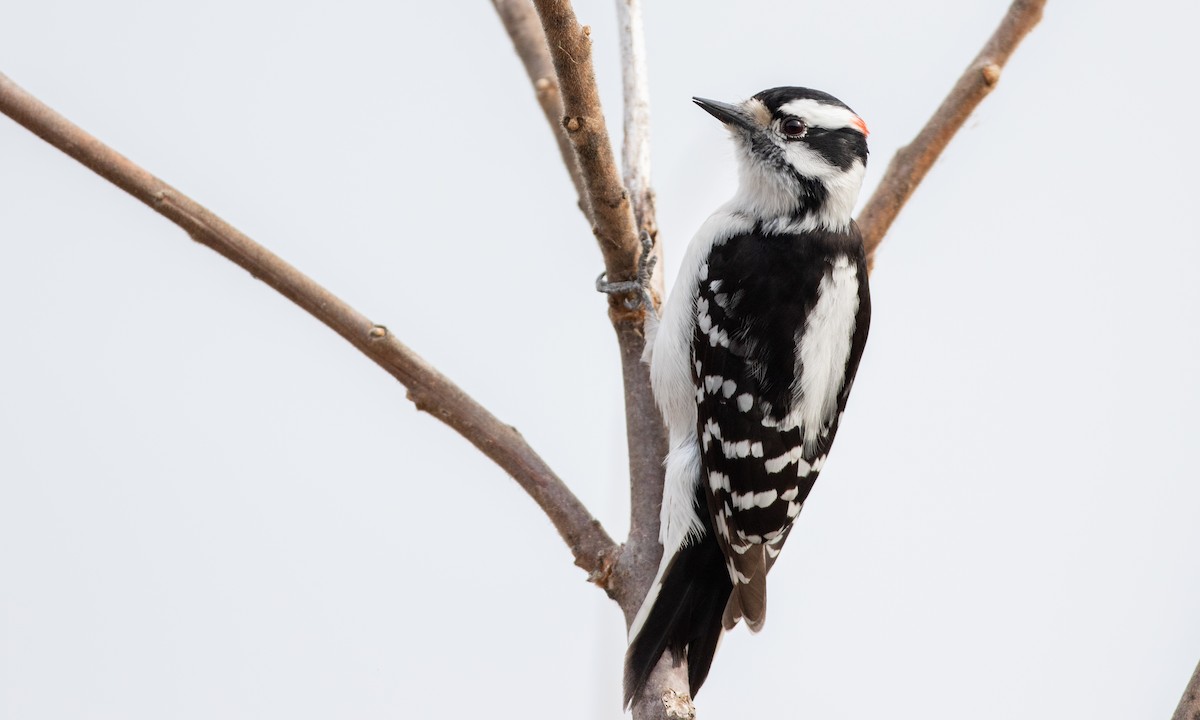 Downy Woodpecker (Eastern) - Drew Weber