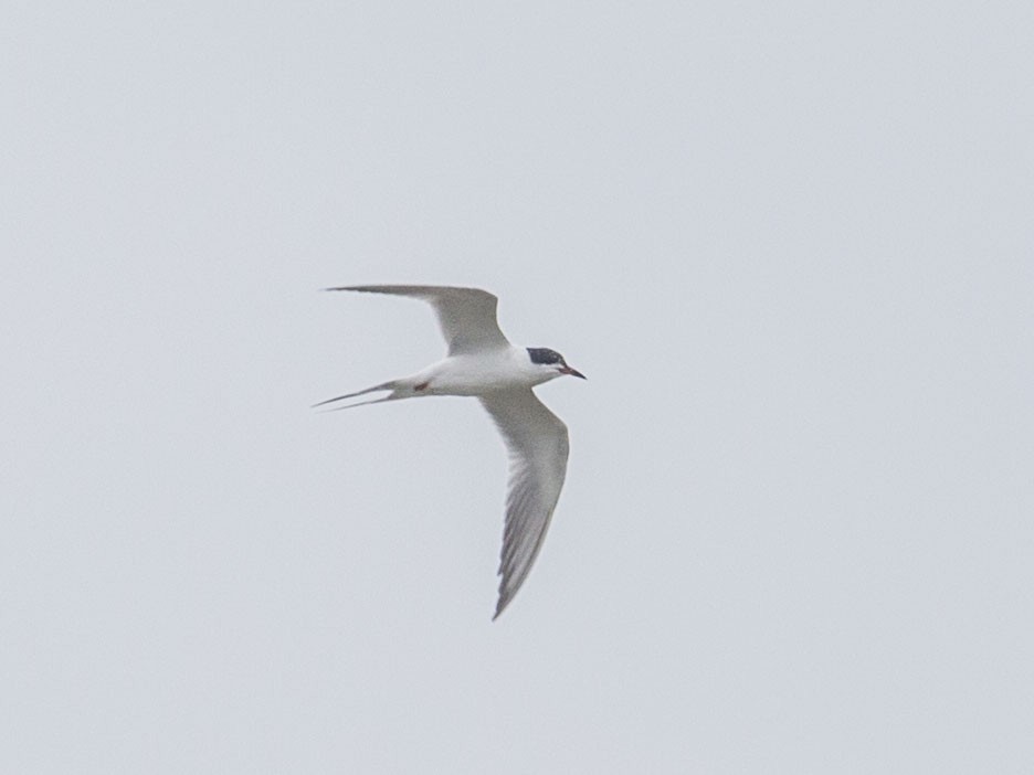 Forster's Tern - Geoff Hill