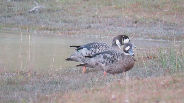 Spectacled Duck - ML223108241