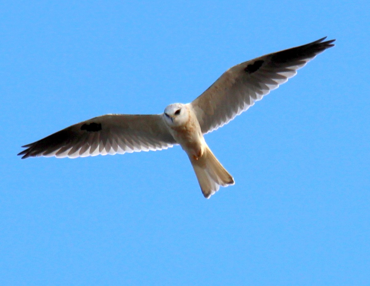 White-tailed Kite - ML22310841