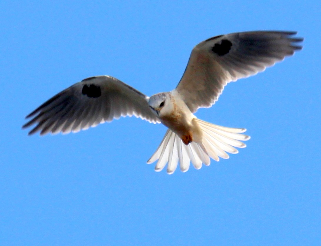 White-tailed Kite - sam hough