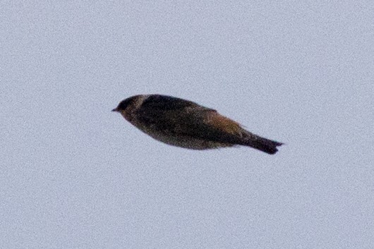 Cave Swallow - ML223109481