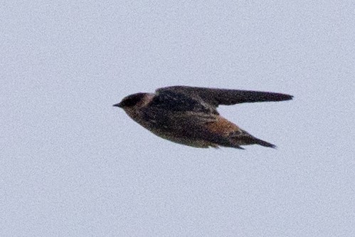 Cave Swallow - ML223109491
