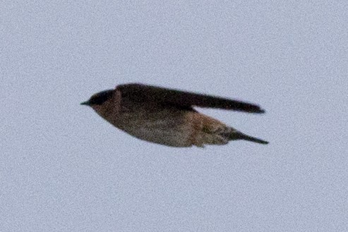 Cave Swallow - ML223109511