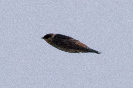 Cave Swallow - ML223109541