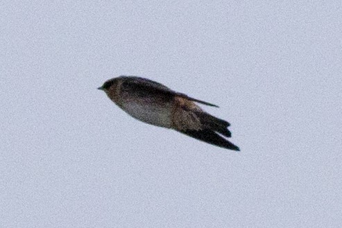 Cave Swallow - ML223109561