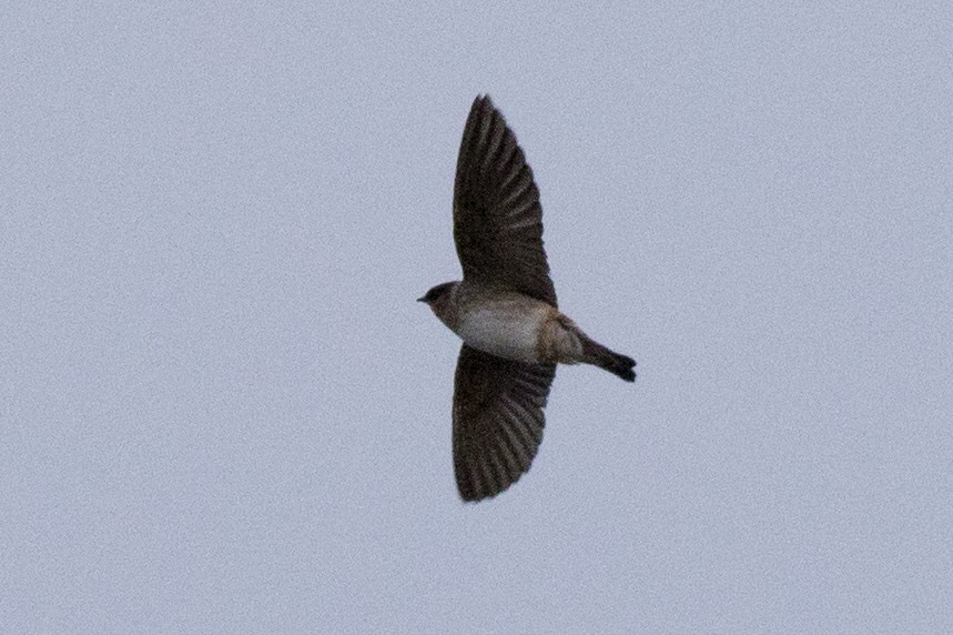 Cave Swallow - ML223109571