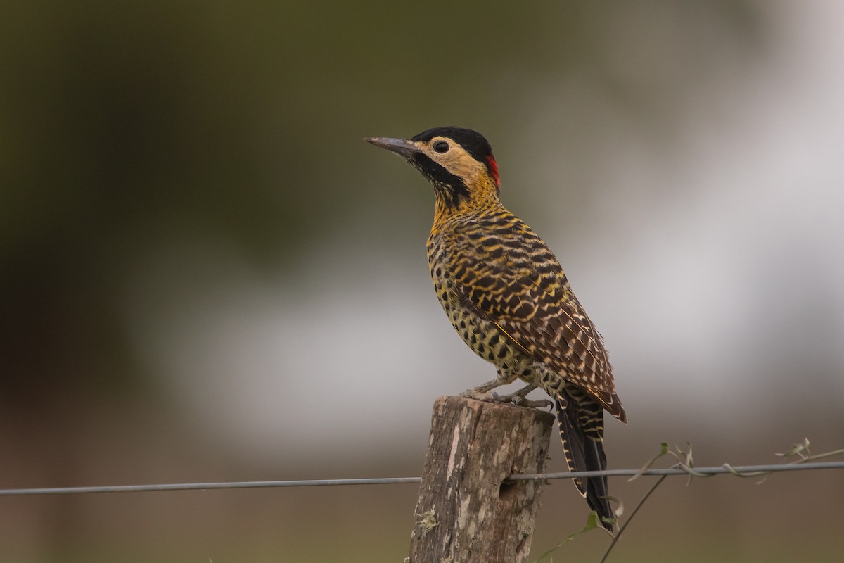 Green-barred Woodpecker - ML223110821