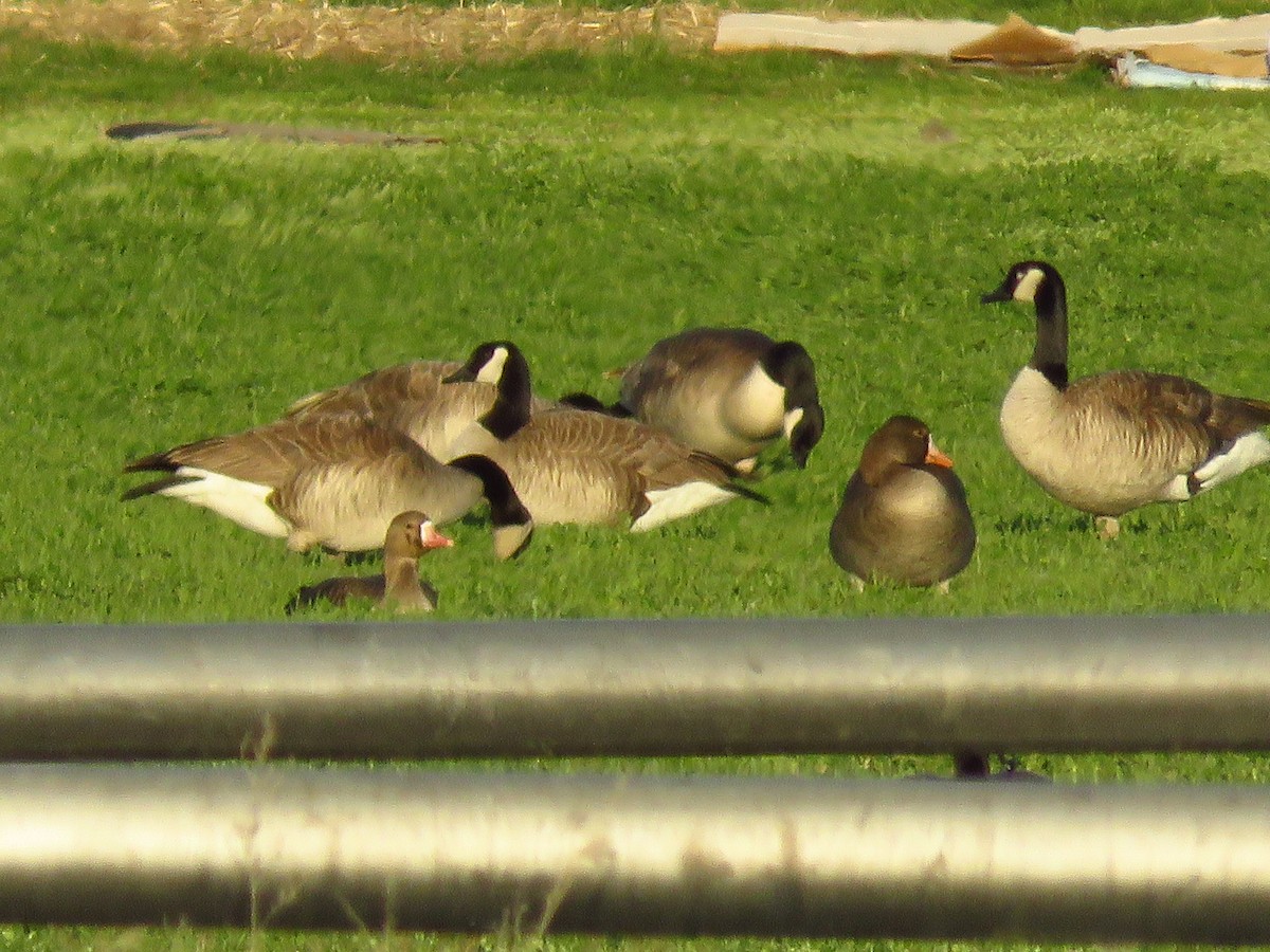 Greater White-fronted Goose (Western) - ML223121091
