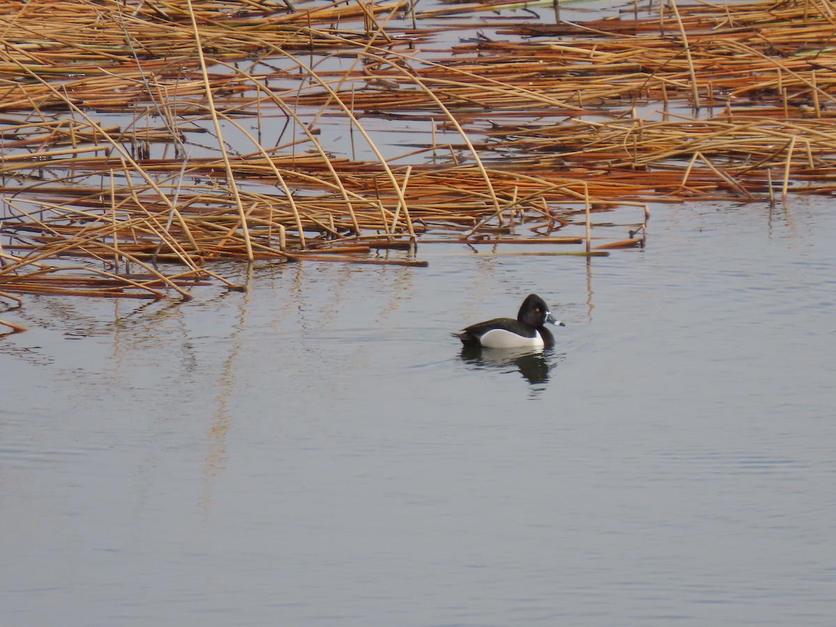 Ring-necked Duck - Del Nelson