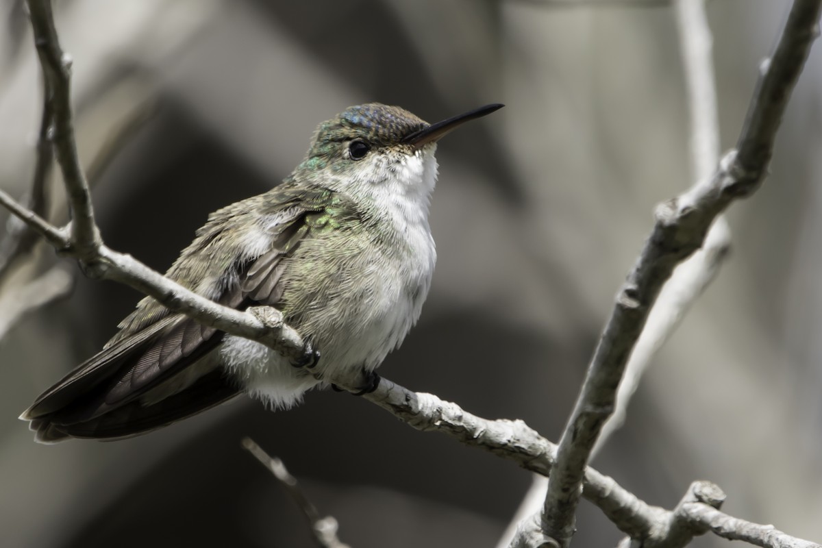 Azure-crowned Hummingbird - Jorge Eduardo Ruano
