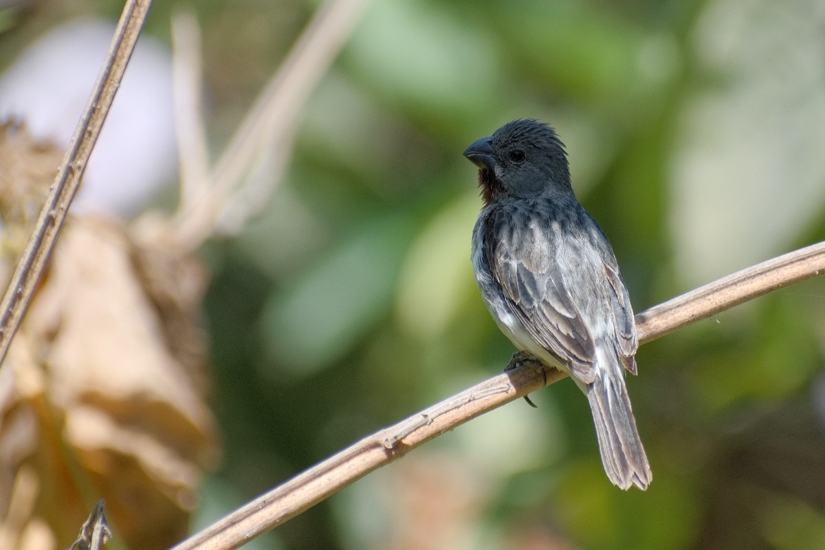 Chestnut-throated Seedeater - ML223123591