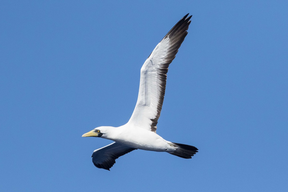 Masked Booby - ML223124331
