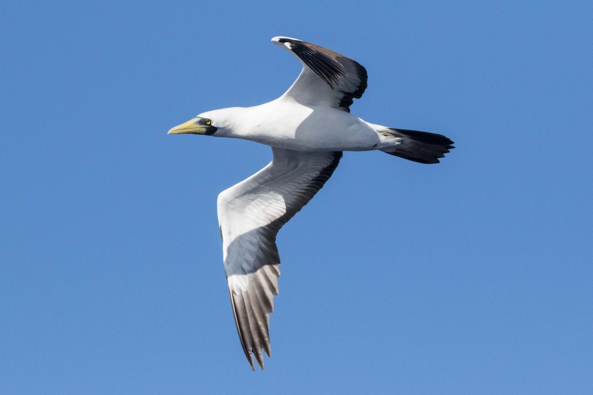 Masked Booby - ML223124371