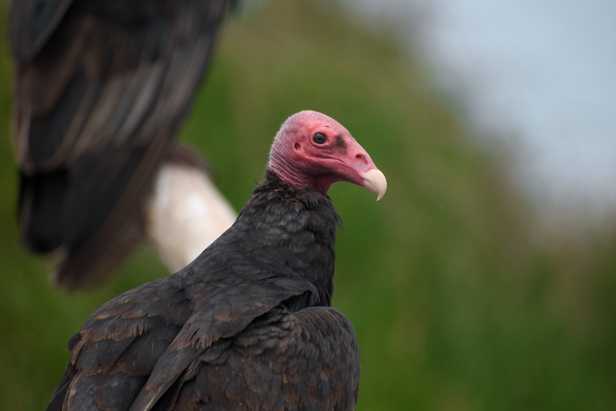 Turkey Vulture - ML223126151