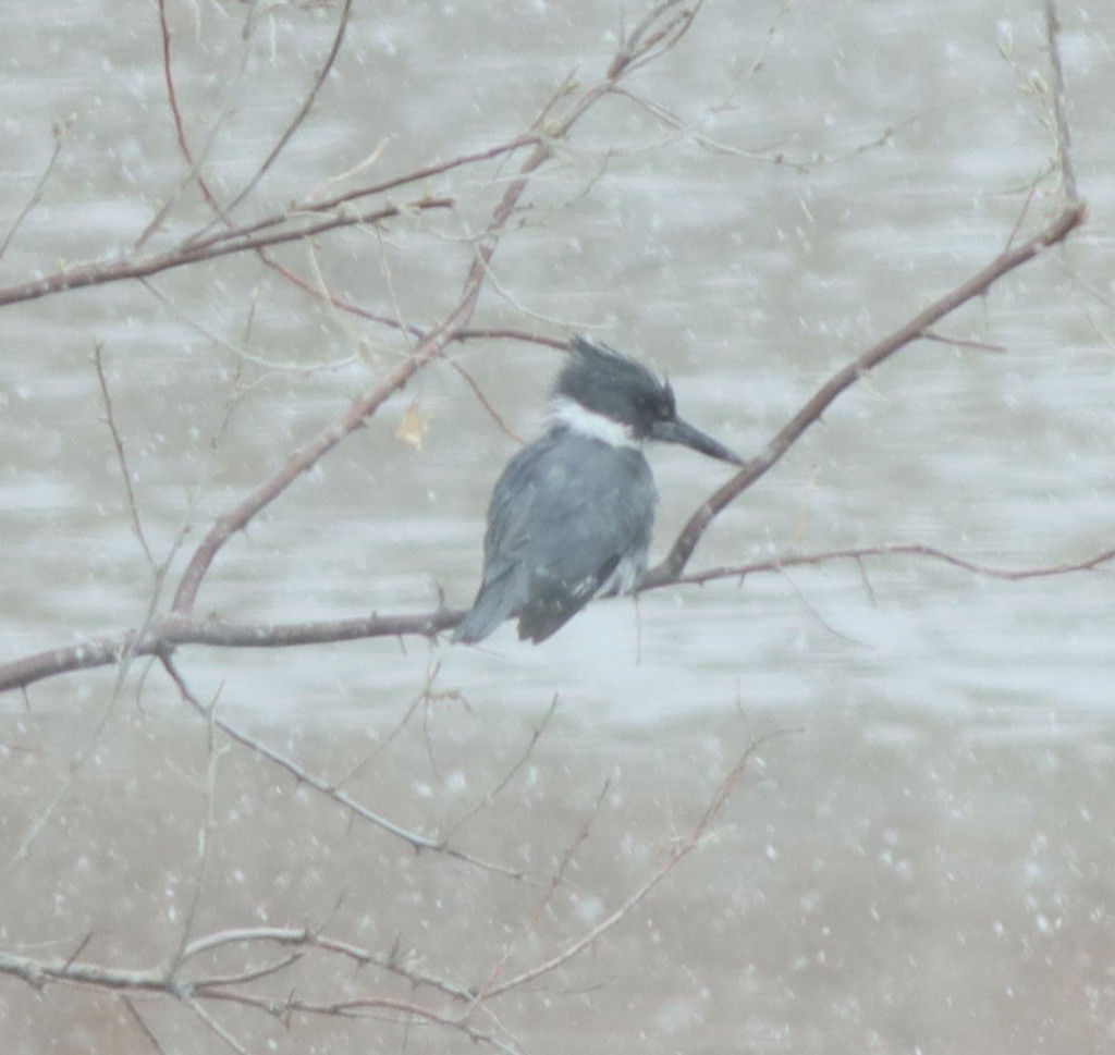 Belted Kingfisher - ML223127101