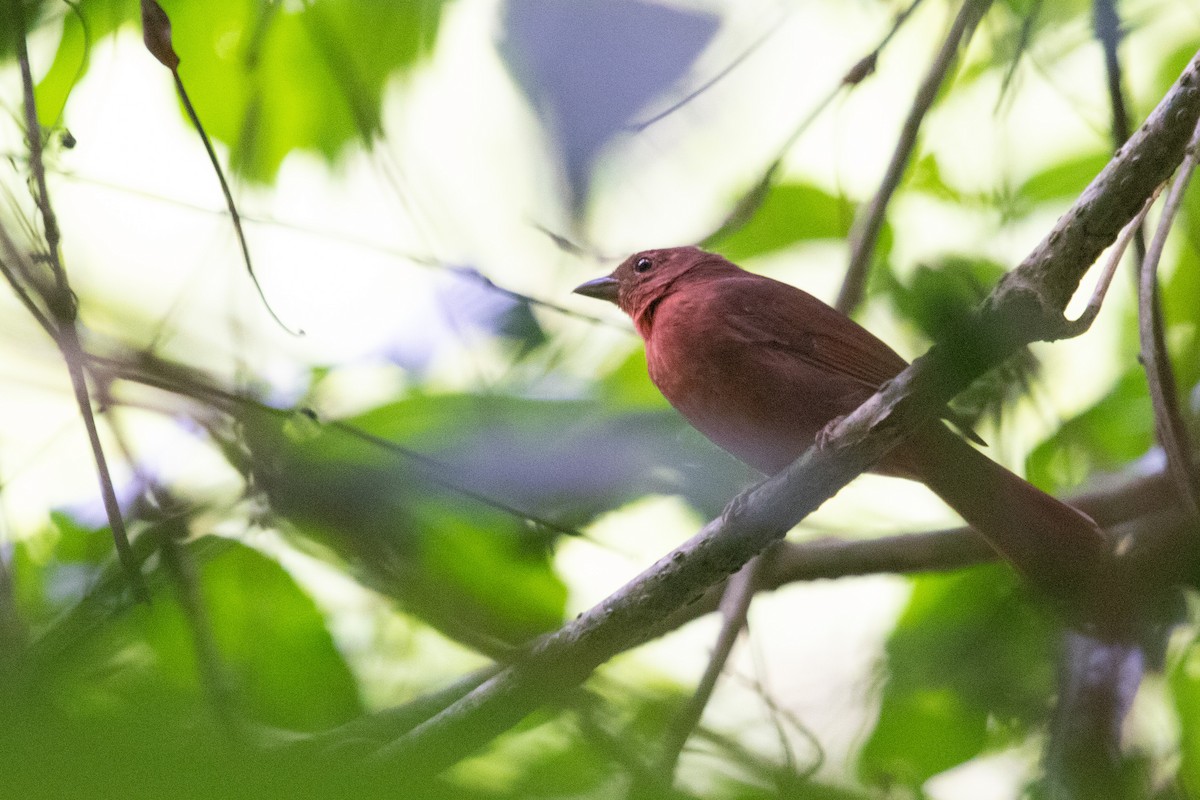 Red-crowned Ant-Tanager - ML223127351